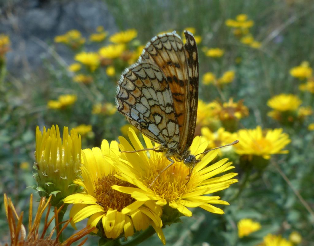 Melitaea deione